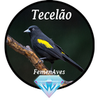 Canto Fêmea de Tecelão иконка