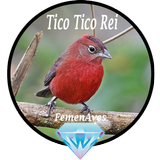 Canto Fêmea de Tico Tico Rei icon