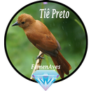 Canto Femea de Tiê Preto APK