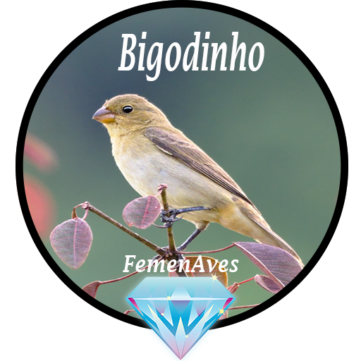 Canto Fêmea de Bigodinho