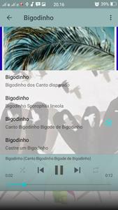 Canto Fêmea de Bigodinho syot layar 5