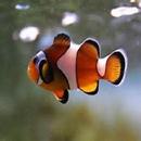 Fish Memory Game APK
