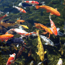 Fish Pond Design APK