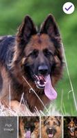 German Shepherd Dogs Wallpaper Smart PIN Lock 스크린샷 2