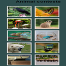 Animal Contest APK