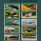 Animal Contest icône
