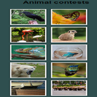 Animal Contest ไอคอน