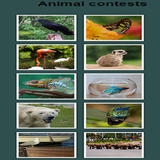 Animal Contest icon