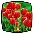 Flower Wallpaper Free