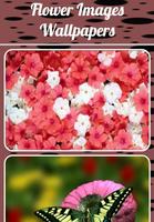 Flower Images Wallpapers poster