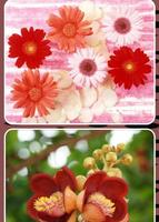 Flower Images Wallpapers screenshot 1