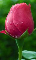 Flower Live Wallpaper Ekran Görüntüsü 1