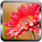 Flowers Care simgesi