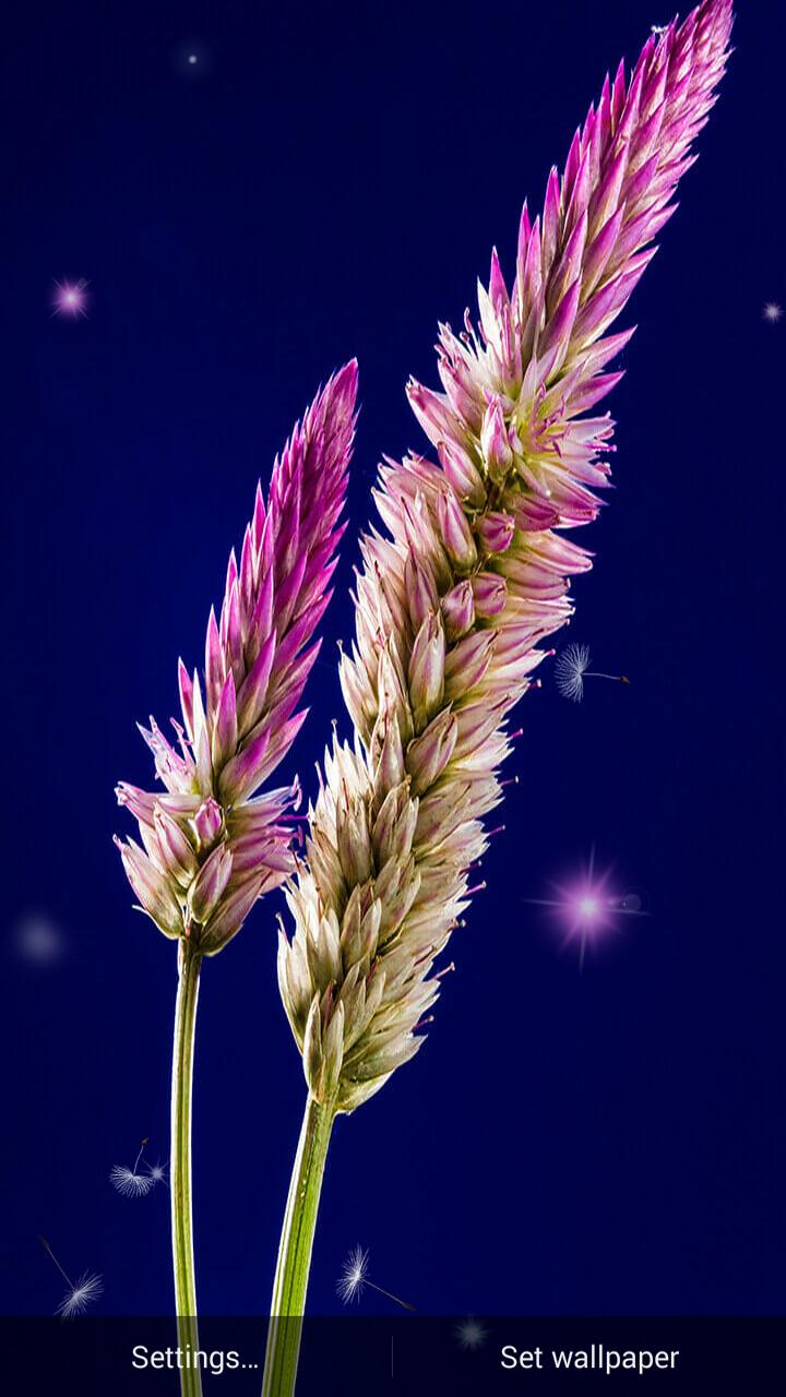 Animierte Hintergrundbilder Von Blumen Fur Android Apk Herunterladen