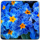 花动态壁纸 APK