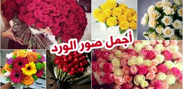 صور ورد - بدون نت - خلفيات ورد صور ورد جميله