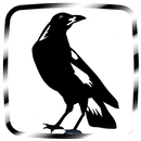 Newcastle Football Wallpaper APK
