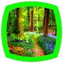 Forest Sounds APK