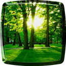 Wald Live Hintergrund APK