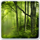 Forest Live Wallpaper APK