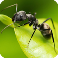 Ant Live Wallpaper