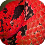 Reptiles Wallpapers 아이콘