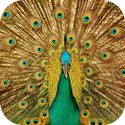 Peacock Hot Wallpaper-icoon