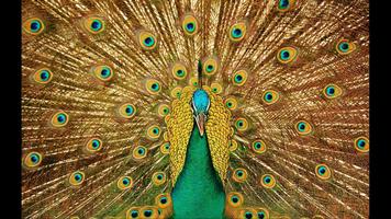 Peacock Hot Wallpaper-poster