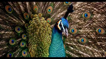Peacock Hot Wallpaper screenshot 1