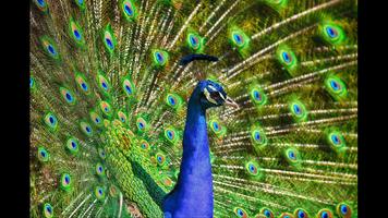 Peacock Hot Wallpaper screenshot 2