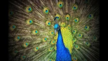 Peacock Hot Wallpaper screenshot 3