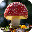 Mushrooms. Hot Wallpapers-APK