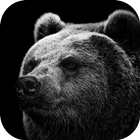 Love in Wildlife. Wallpapers ícone