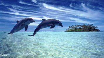 Dolphin. Animals Wallpapers 海报