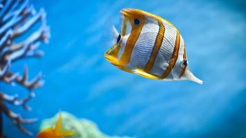 Cute Fish. Animals Wallpapers screenshot 1