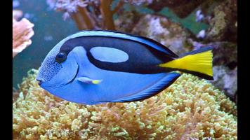 Cute Fish. Animals Wallpapers screenshot 2