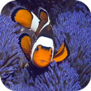 Anemone. Animals Wallpapers-APK