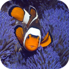 Anemone. Animals Wallpapers ikona
