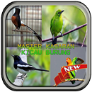 Master kasaran Kicau Burung Isian Mp3 APK