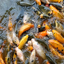 Fresh Water Fish Farming Complete APK