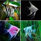 Freshwater Ornamental Fish icon