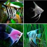 Pesci ornamentali d'acqua dolc