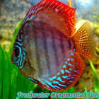 Freshwater Ornamental Fish ไอคอน