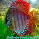 APK Freshwater Ornamental Fish