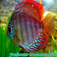 Poster Freshwater Ornamental Fish