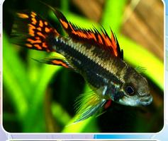 Freshwater Ornamental Fish syot layar 2