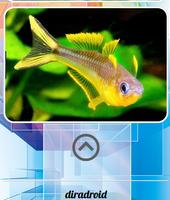 برنامه‌نما Freshwater Ornamental Fish عکس از صفحه