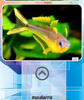 Freshwater Ornamental Fish capture d'écran 3