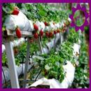 Fruit Garden Ideas APK