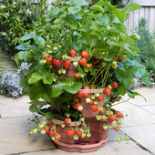 Fruit Plants In Pots icon